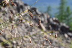 Carex macrogyna