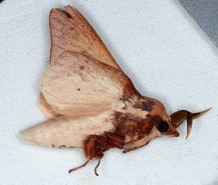 Entometa chlorosacca