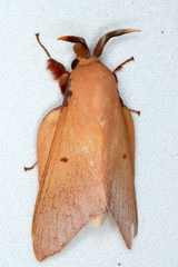 Entometa chlorosacca