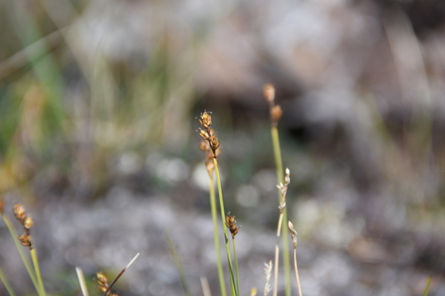 sea sedge (Carex marina)