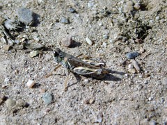 Melanoplus devastator