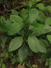 Solanum oblongifolium