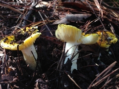 Russula aurea