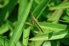 Acrida cinerea