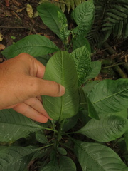 Solanum oblongifolium