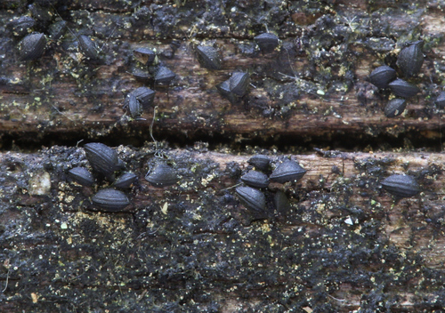 Lophium, 2025-08-02