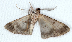 Boarmia suasaria
