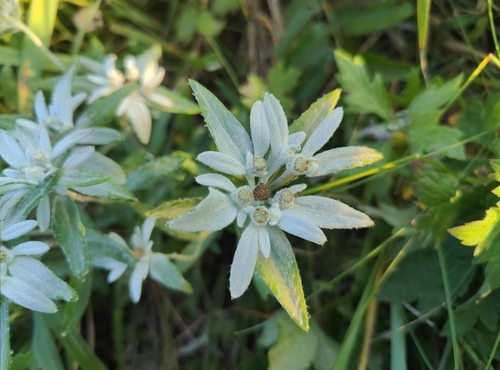 Leontopodium discolor, photograph 5