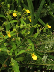 Calceolaria mexicana