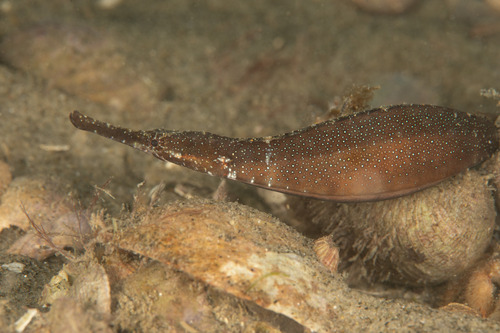 Pipefish (Leptonotus elevatus) — Syngnathidae — 4