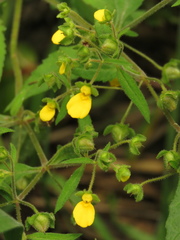 Calceolaria mexicana