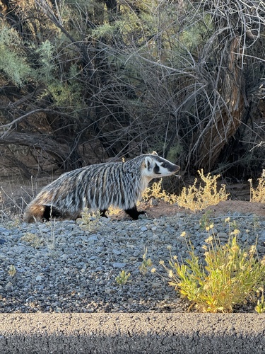 American Badger photographed in Utah