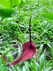 Typhonium roxburghii