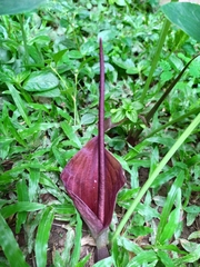 Typhonium roxburghii