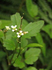 Cardamine ovata