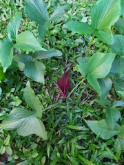 Typhonium roxburghii