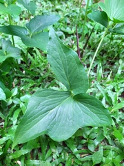 Typhonium roxburghii