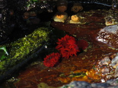 Anemonia alicemartinae image