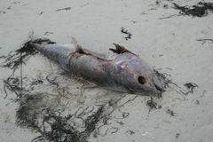 Thunnus
