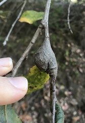 Dryocosmus asymmetricus
