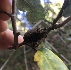 Dryocosmus asymmetricus
