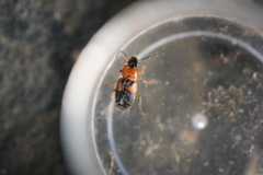 Stenolophus teutonus