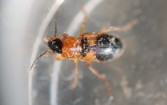 Stenolophus teutonus