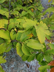 Castanea pumila