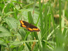 Pedaliodes phaea