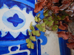 Adiantum capillus-veneris