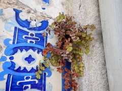 Adiantum capillus-veneris