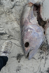 Thunnus