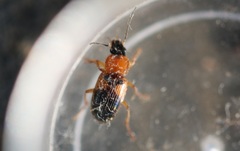 Stenolophus teutonus