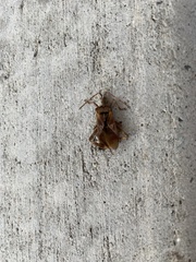 Leptoglossus clypealis