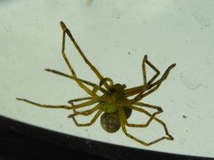 Curicaberis culiacan