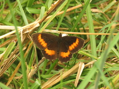 Pedaliodes phaea