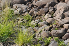 Carex norvegica