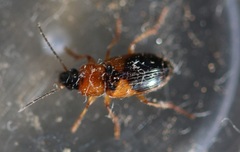 Stenolophus teutonus