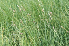 Carex rariflora