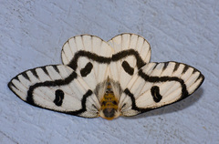 Hemileuca hera