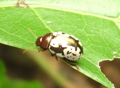 Calligrapha intermedia