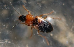 Stenolophus teutonus