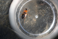 Stenolophus teutonus