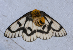 Hemileuca hera