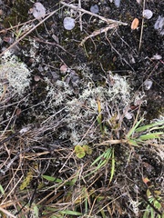 Cladonia confusa