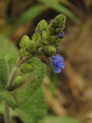 Salvia palifolia