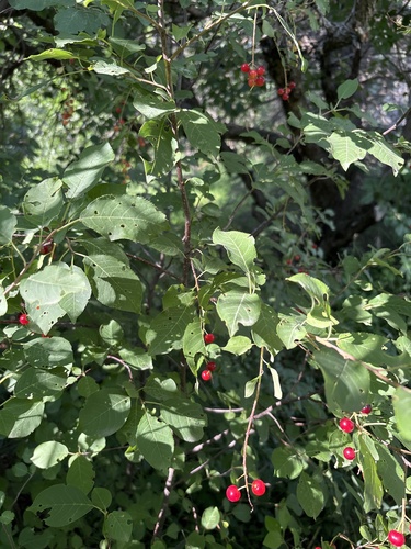 chokecherry