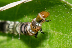 Helcystogramma melantherella
