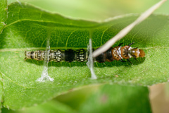 Helcystogramma melantherella