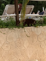 Nasua narica nelsoni